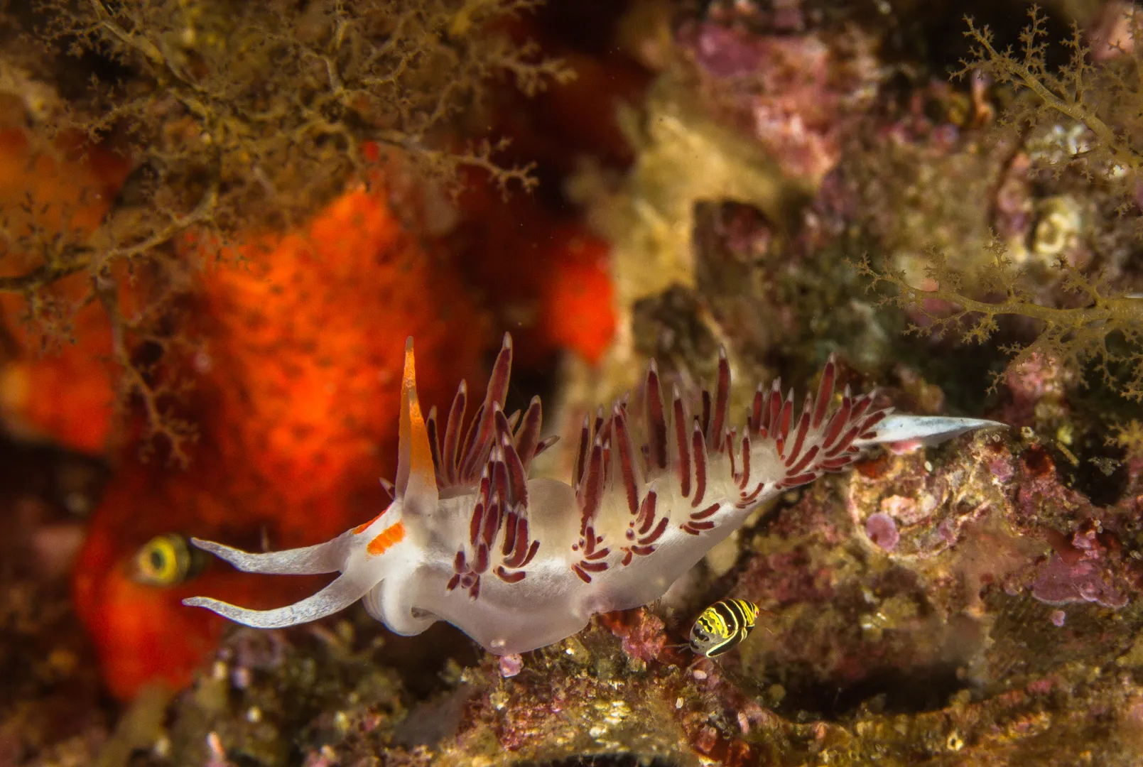 Sunlight filtering through a vibrant reef
