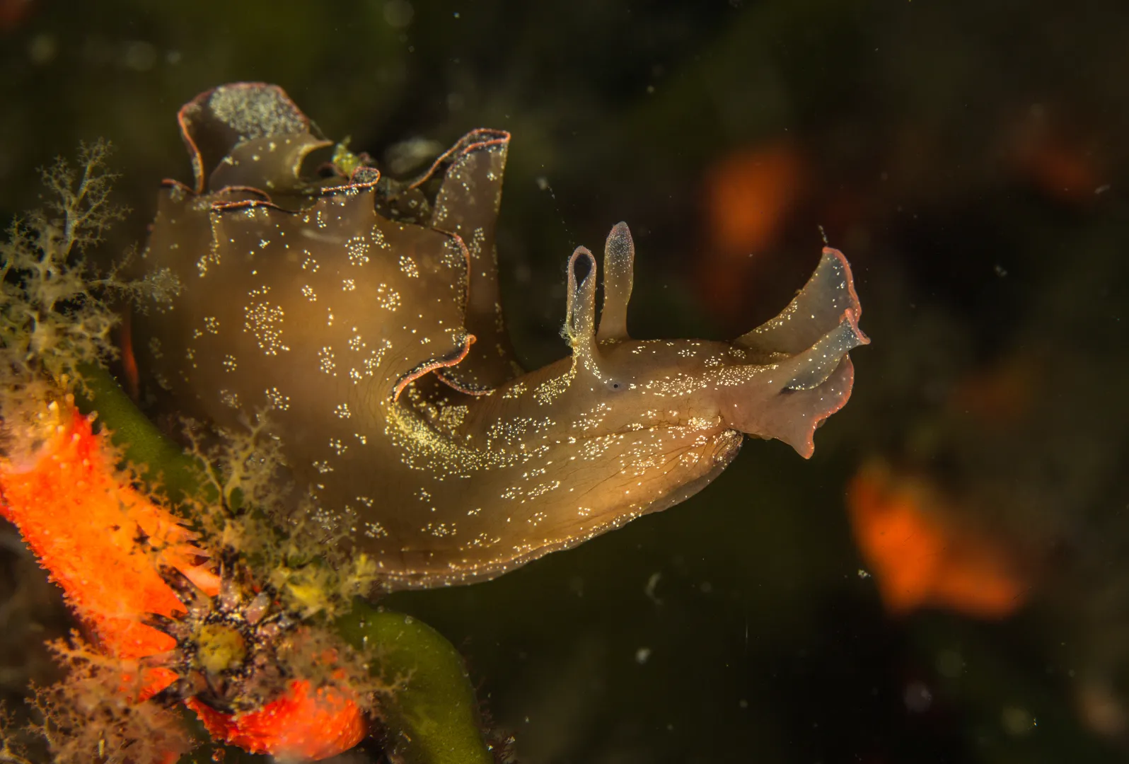 Dive conditions in Cape Town