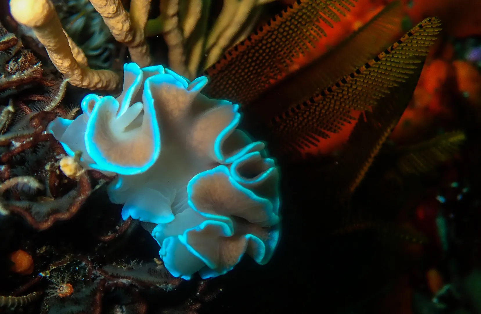 FBUC Marine Life 3