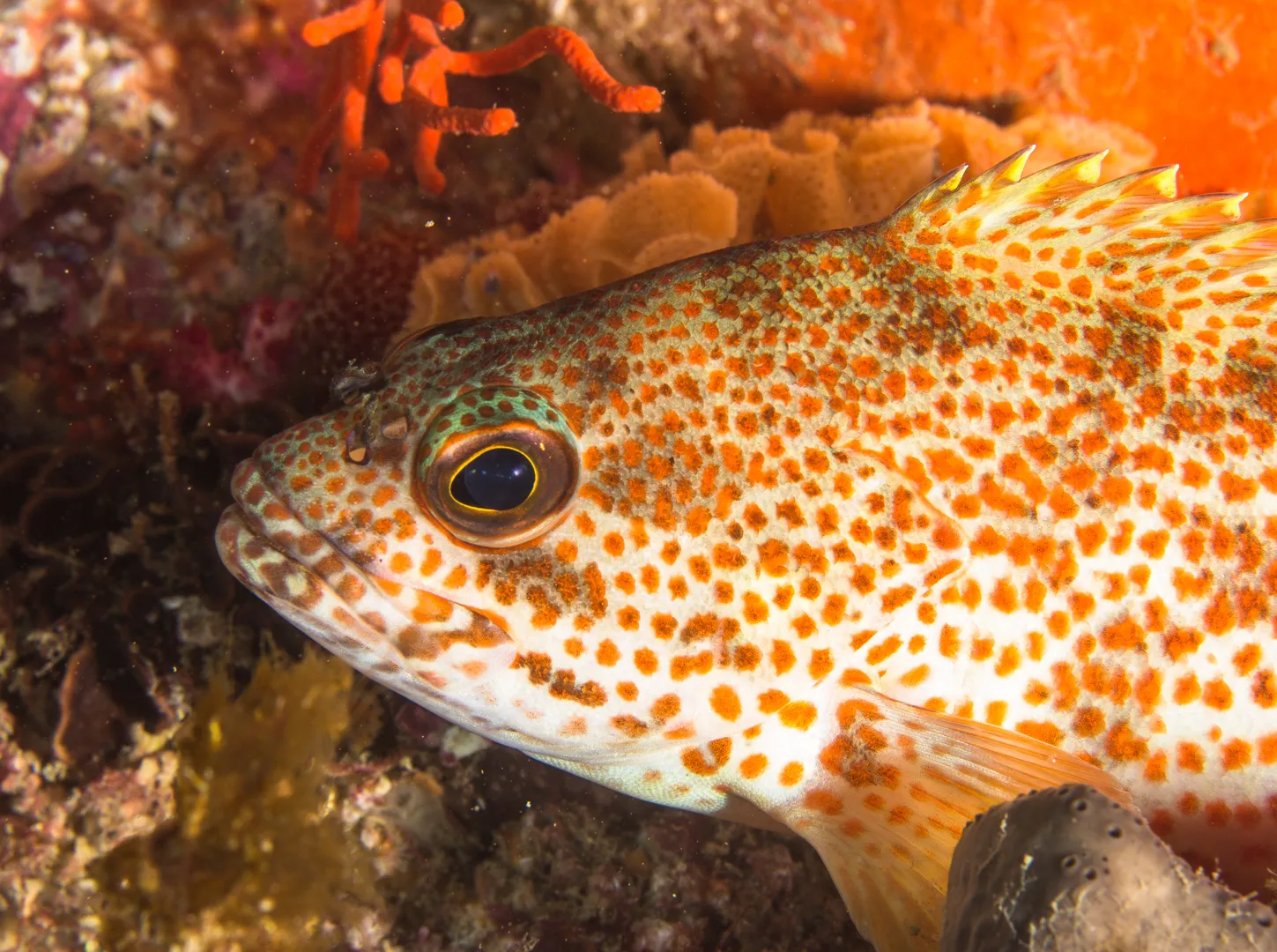 FBUC Marine Life 4