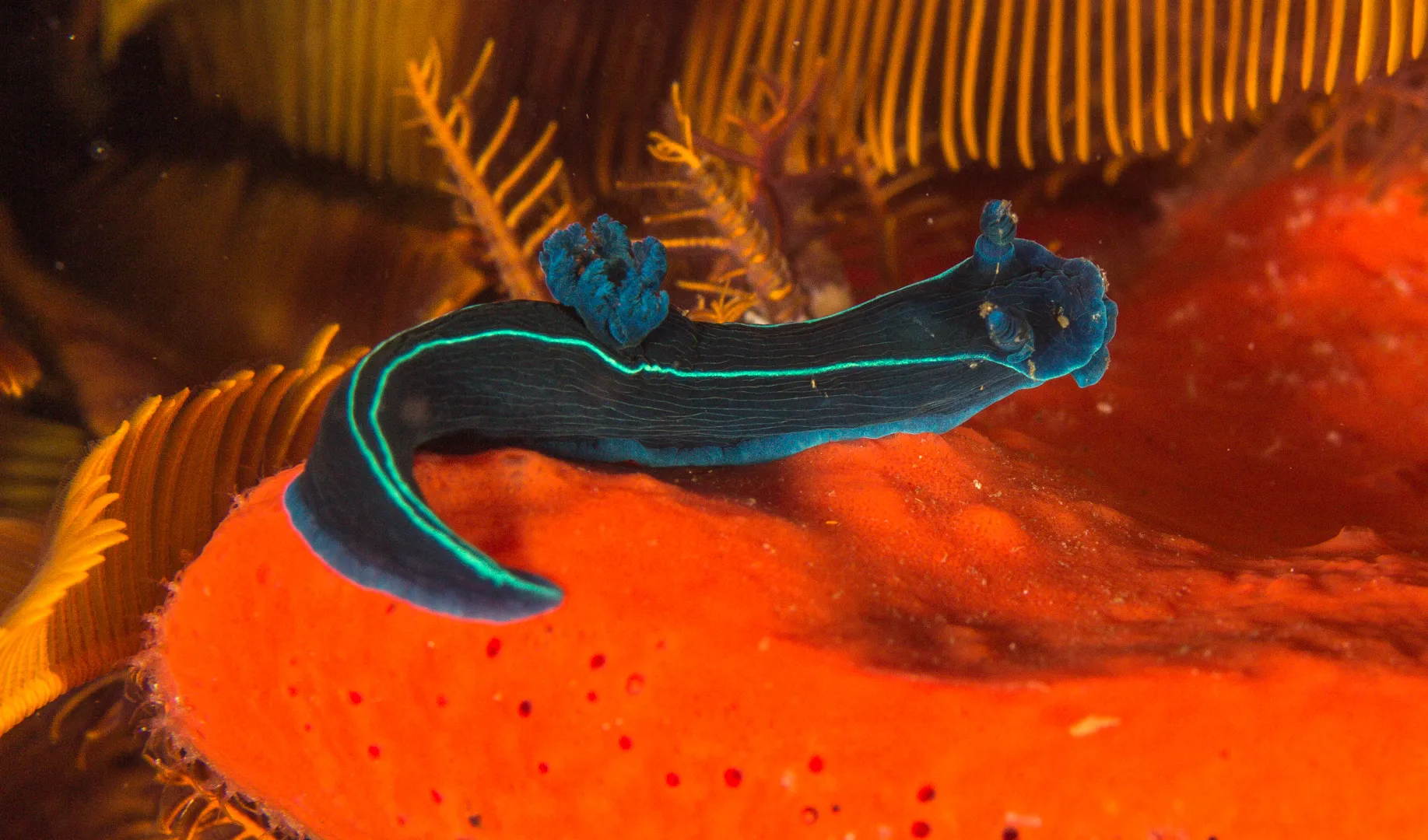 FBUC Marine Life 3