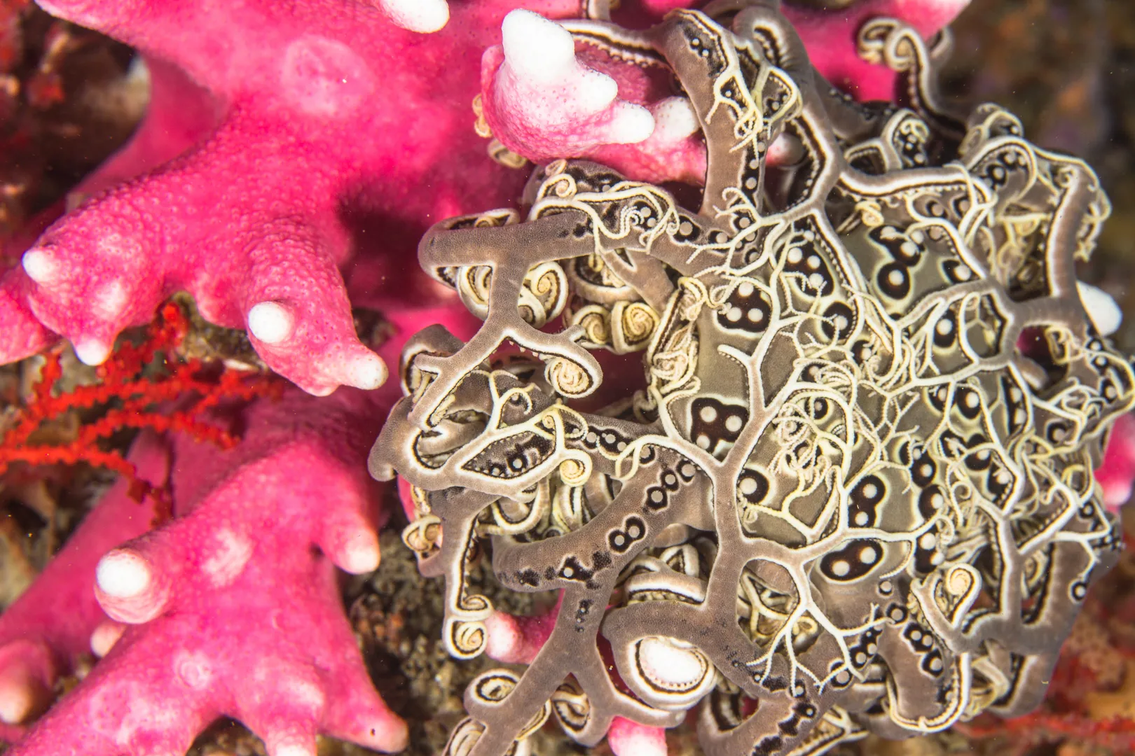 FBUC Marine Life 5