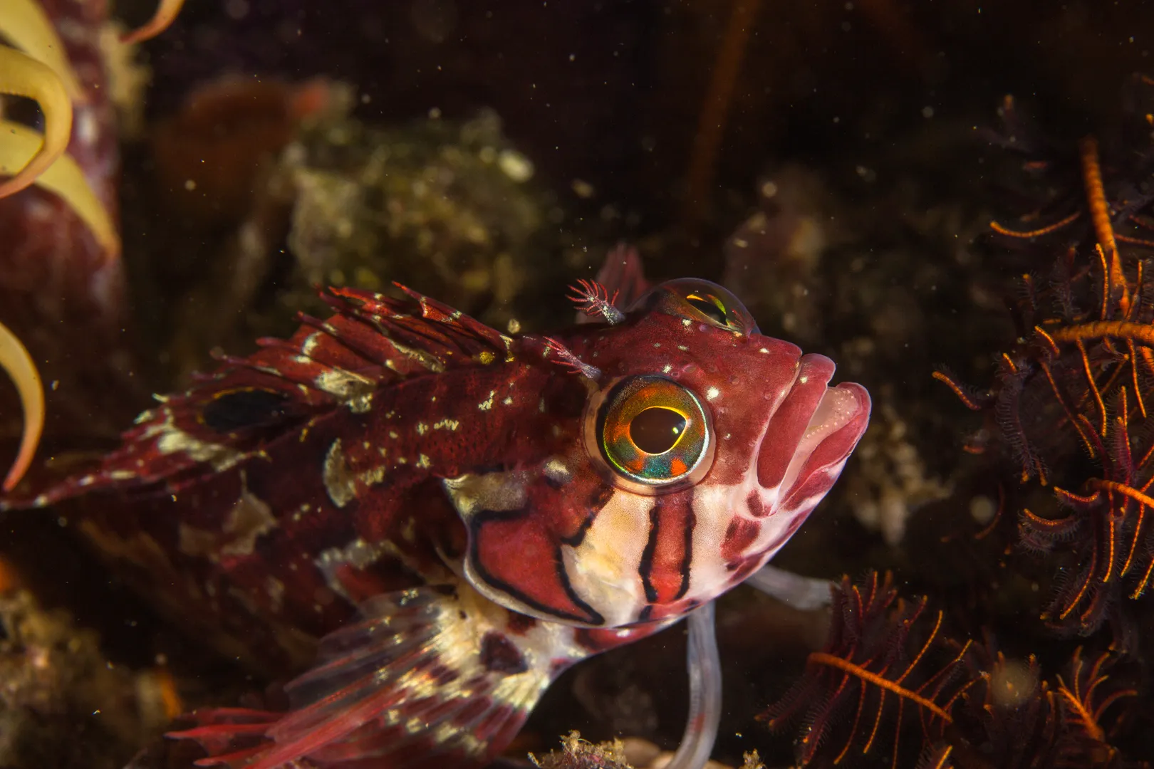 Sunlight filtering through a vibrant reef