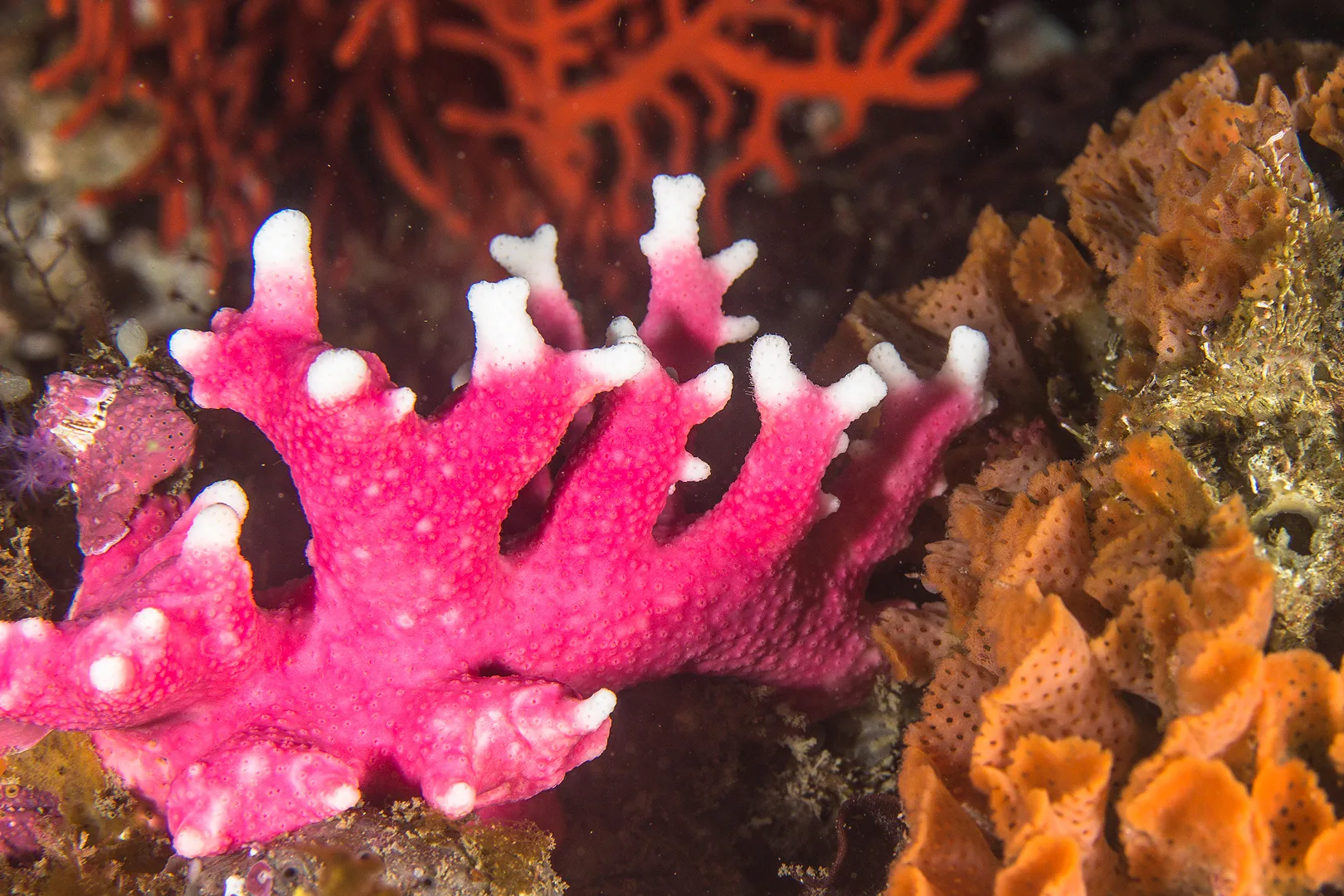 FBUC Marine Life 4