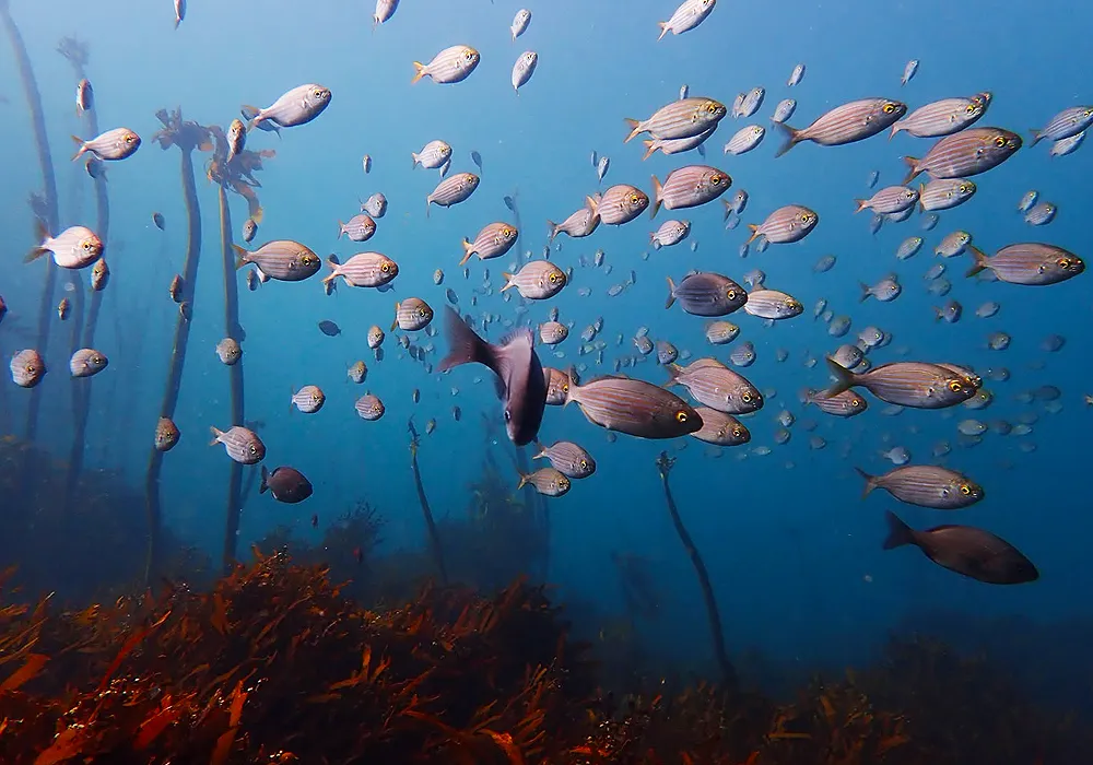 FBUC Marine Life 3