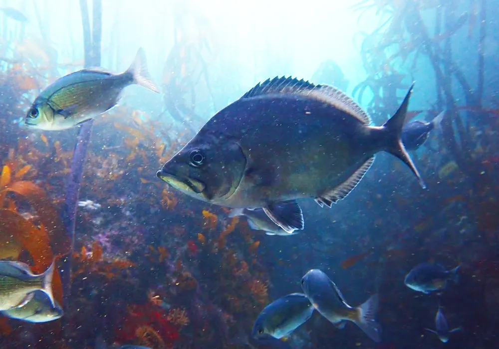 FBUC Marine Life 5