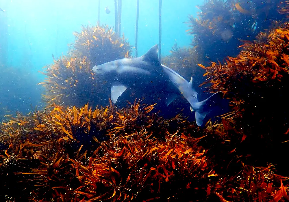 FBUC Marine Life 1