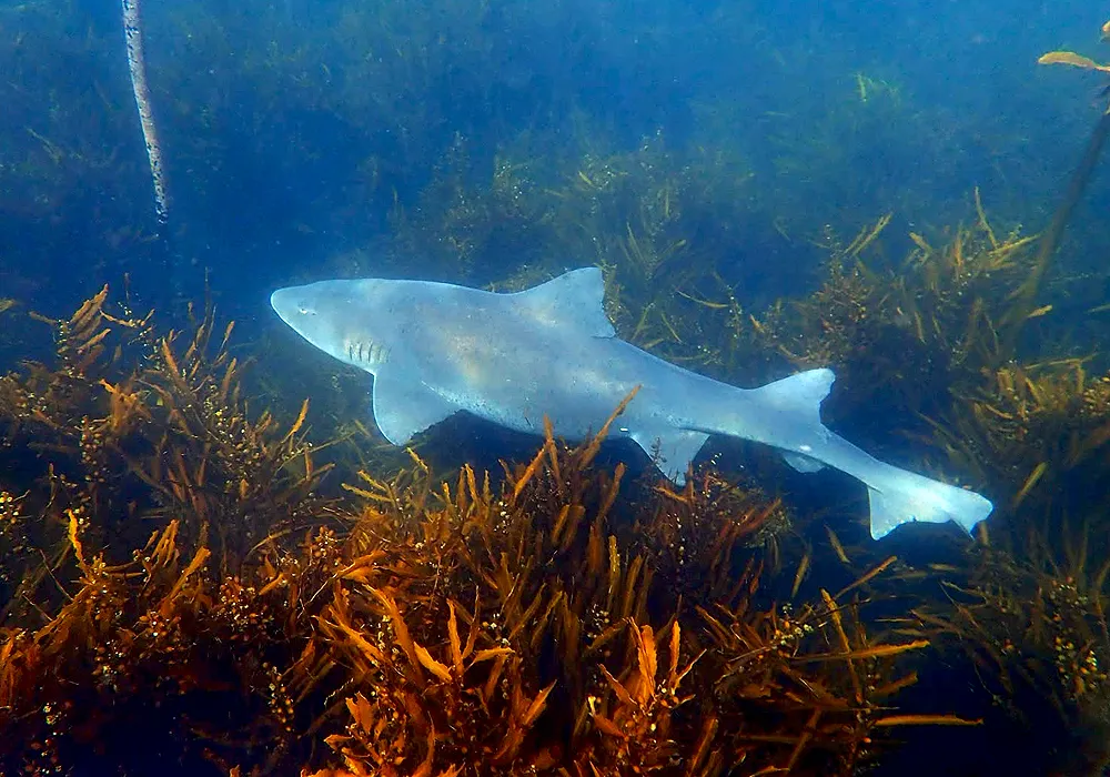 FBUC Marine Life 1