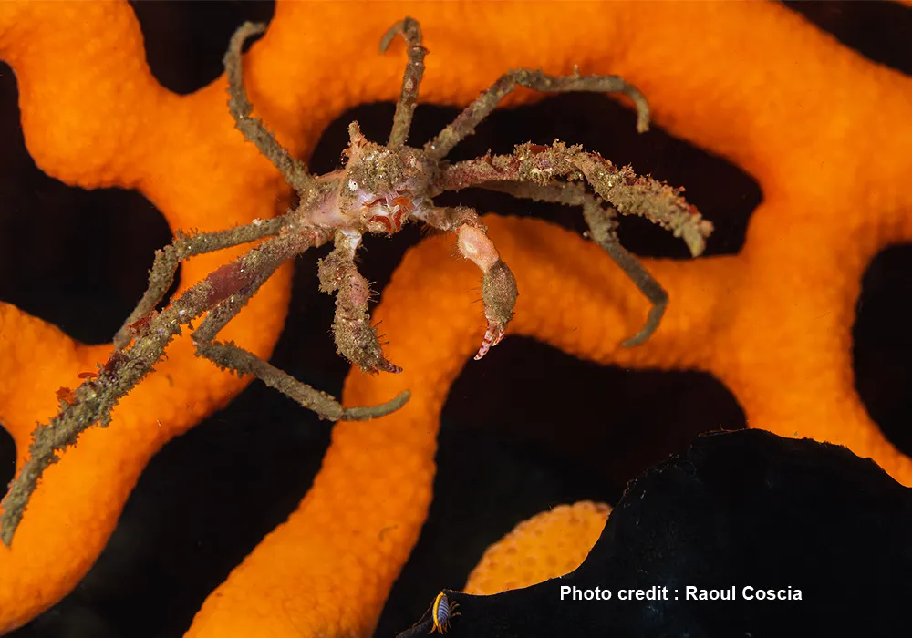 FBUC Marine Life 2