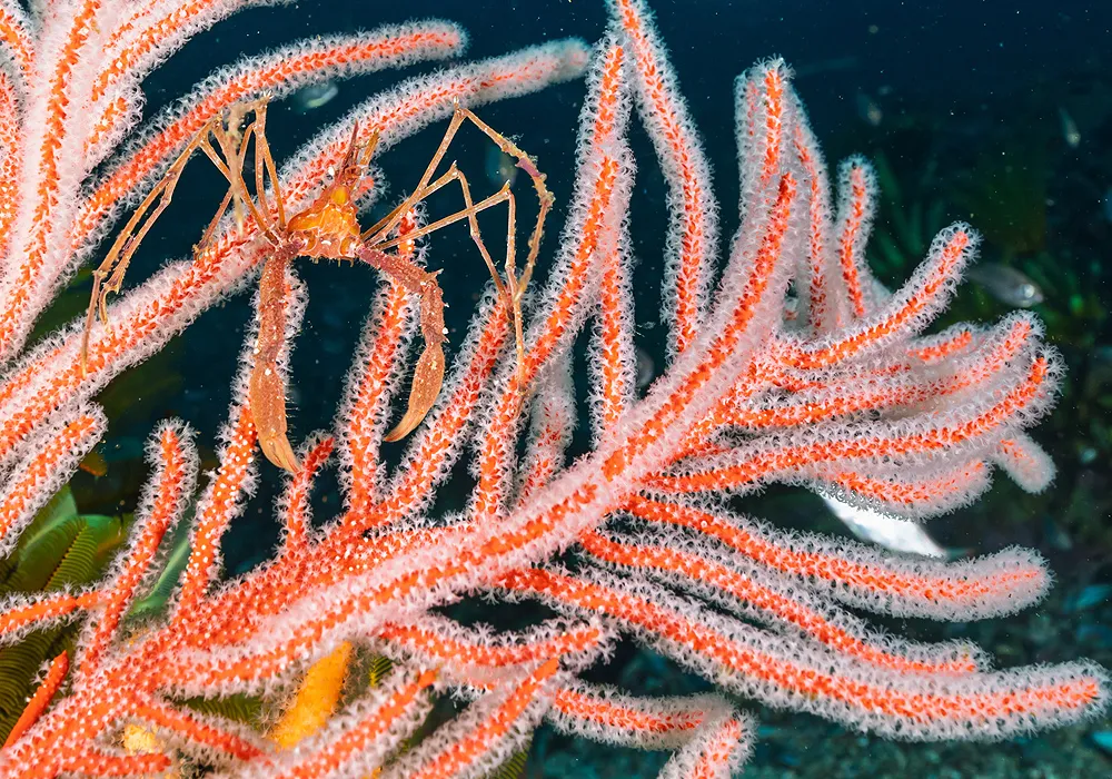 FBUC Marine Life 1
