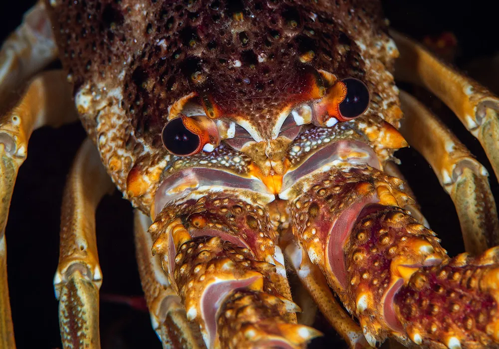 FBUC Marine Life 4