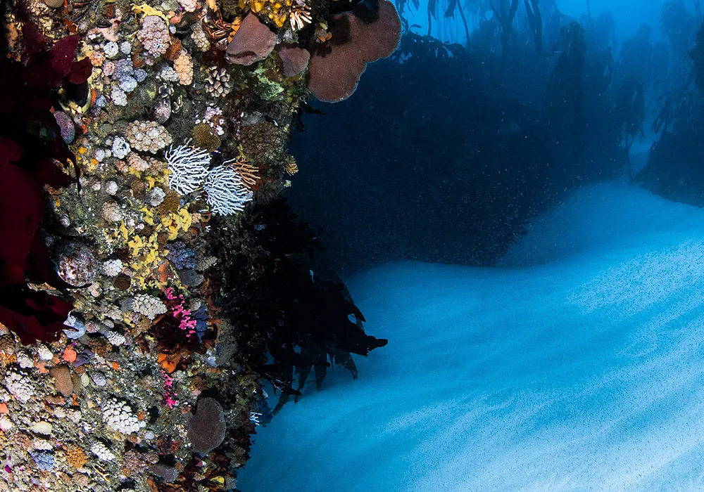 FBUC Marine Life 5
